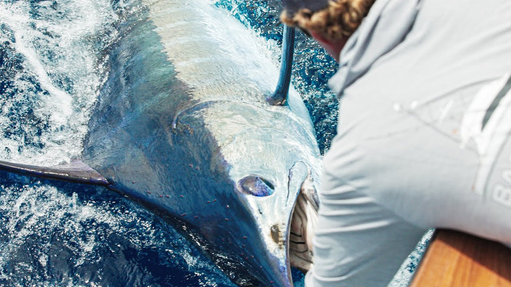 Catching 7 Blue Marlin in one Day: Badco returns to the Azores - PART ...